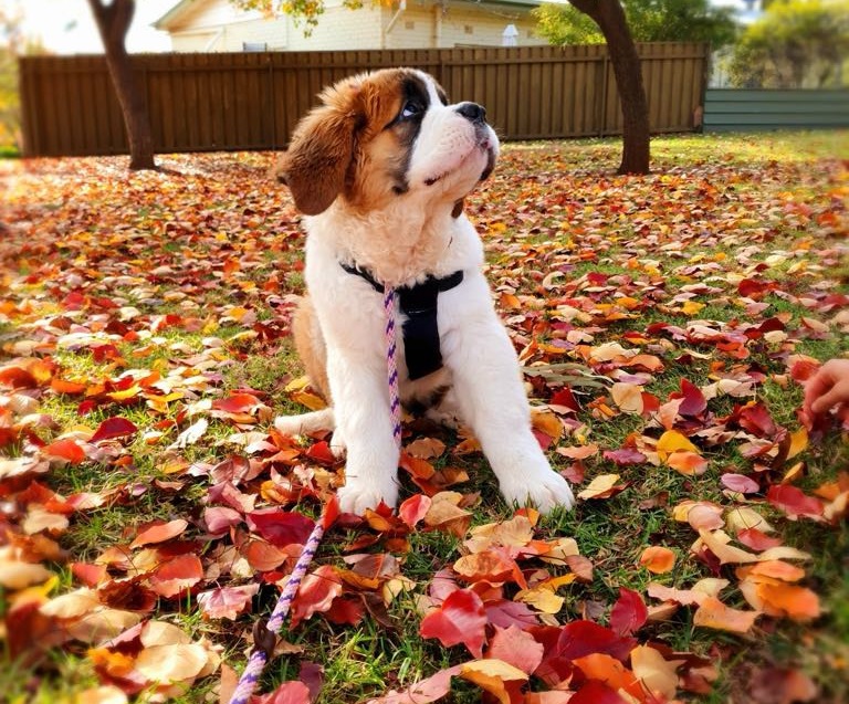 Juju the puppy sitting on grass amongst autumn leaves