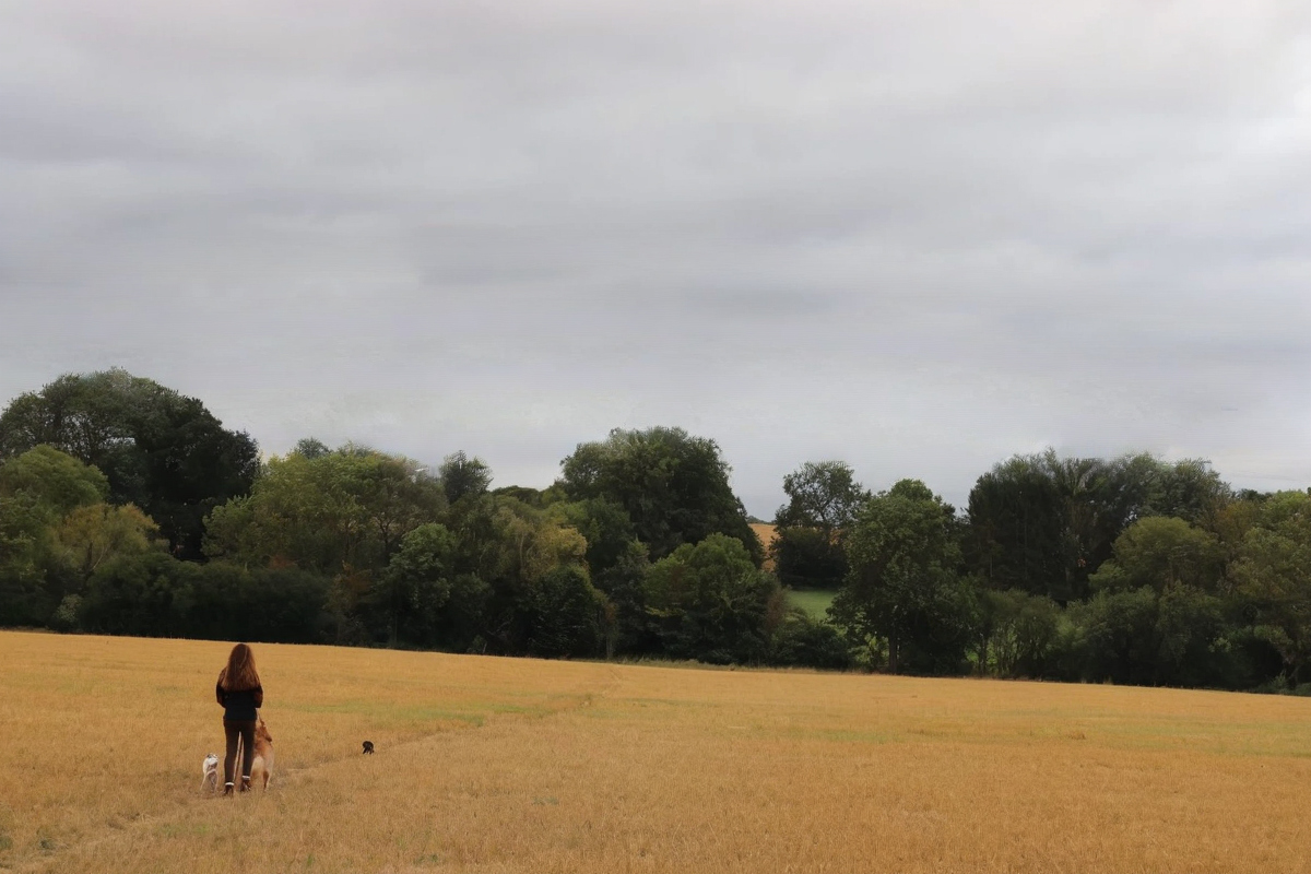 Kate walking through Cotswolds field with daycare dogs