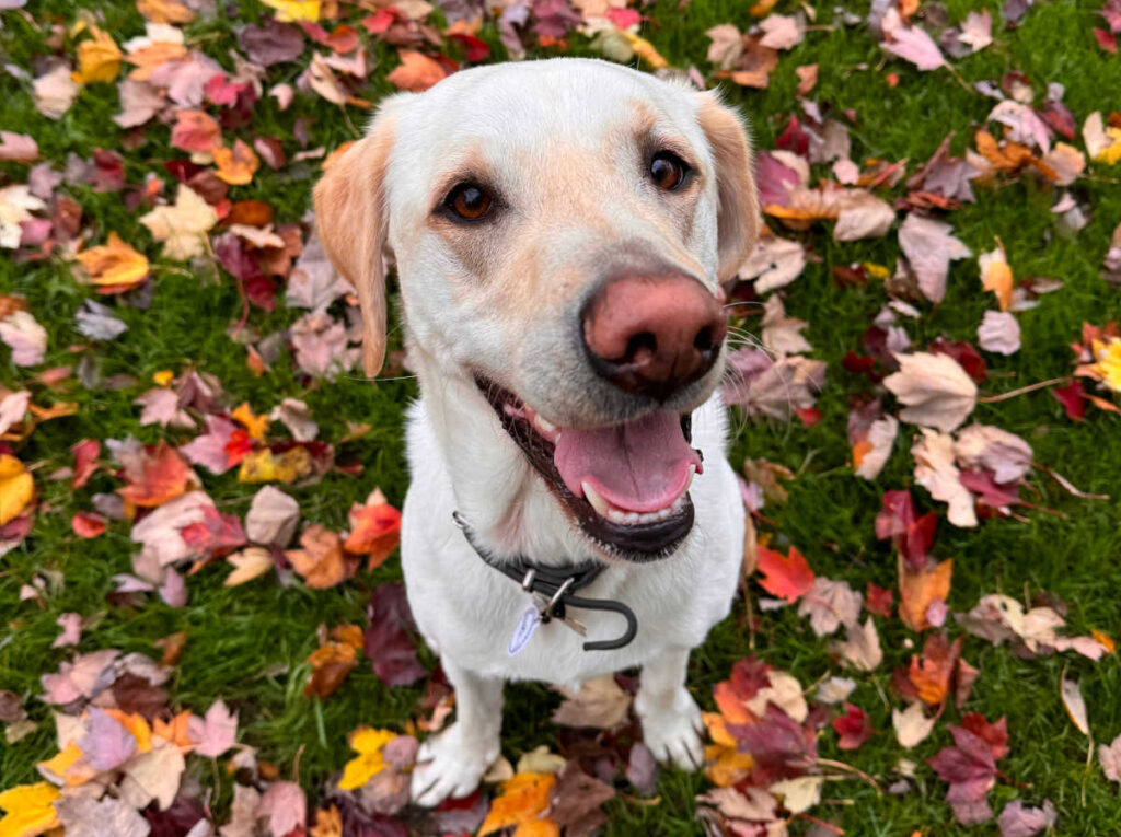 Wilson the dog sitting on the grass looking at the camera